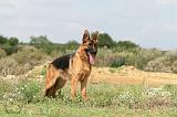 BERGER ALLEMAND 376
